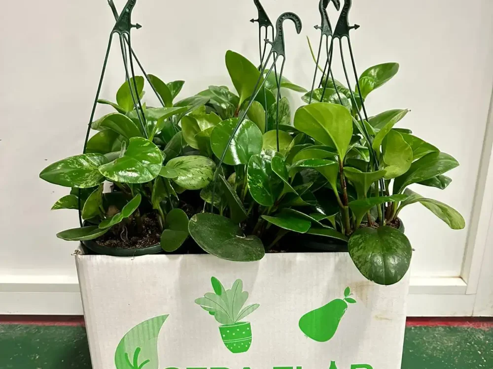 Peperomia - Imagen 2