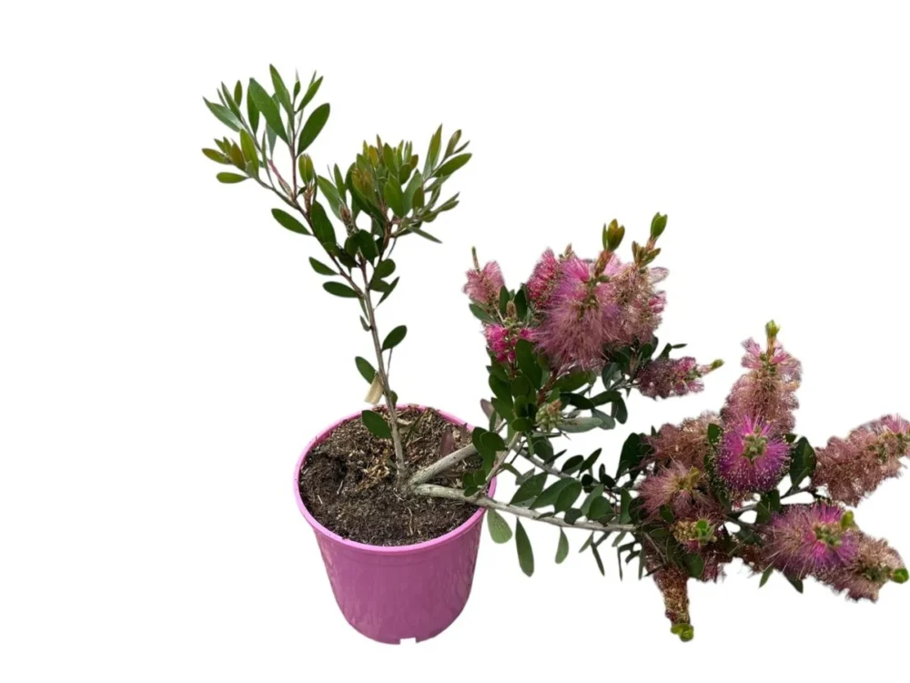 Callistemon flor rosa
