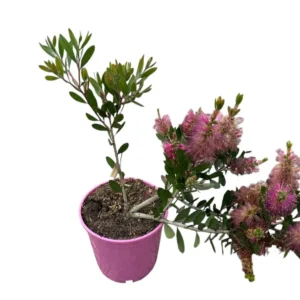 Callistemon flor rosa