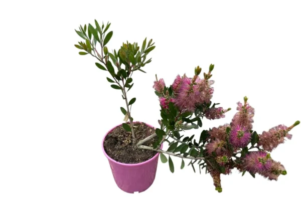 Callistemon flor rosa