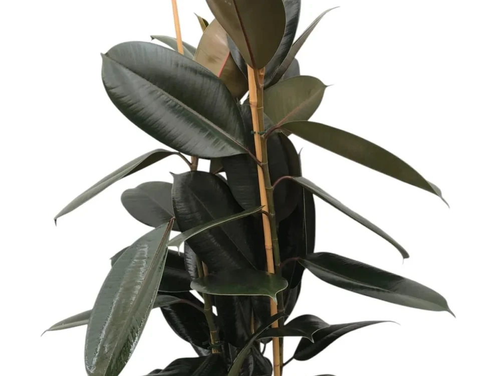 Ficus Abidjant