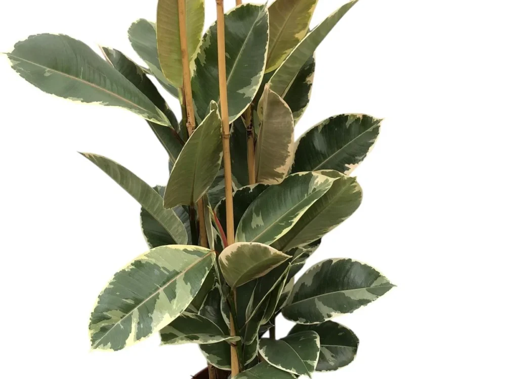 Ficus tineke