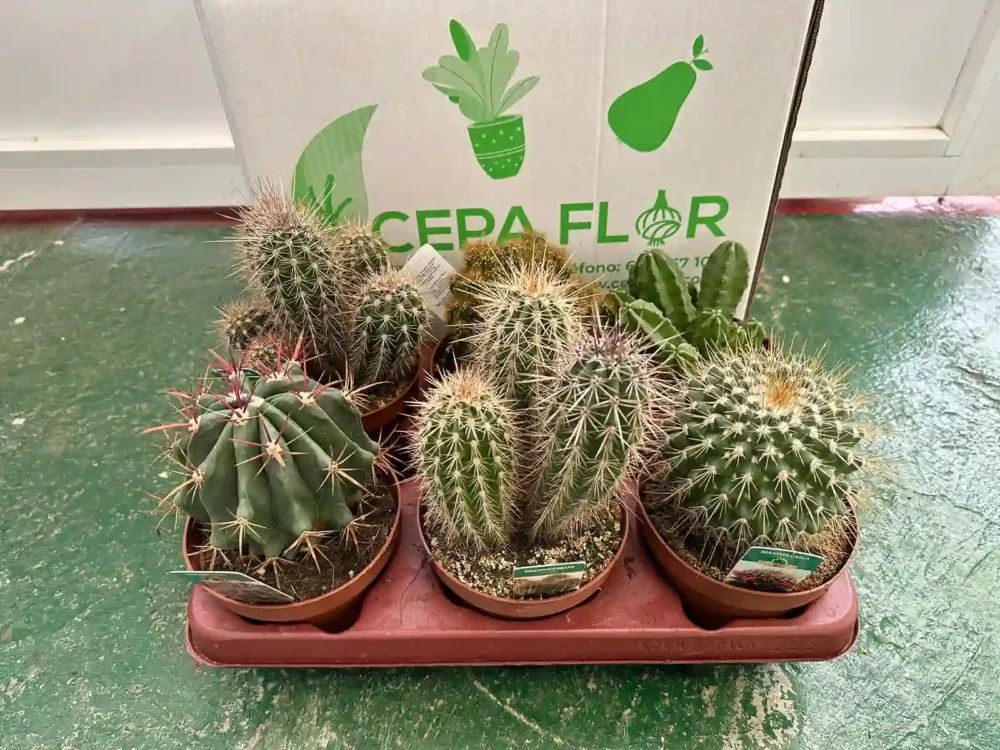 Pack 6 Cactus grandes