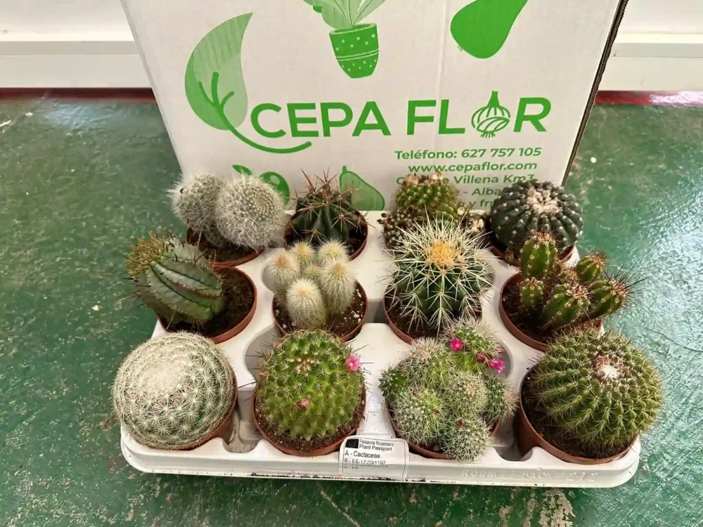 Pack 12 Cactus medianos