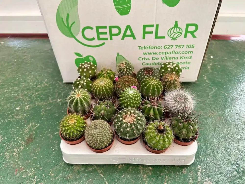 Pack 20 Cactus pequeños