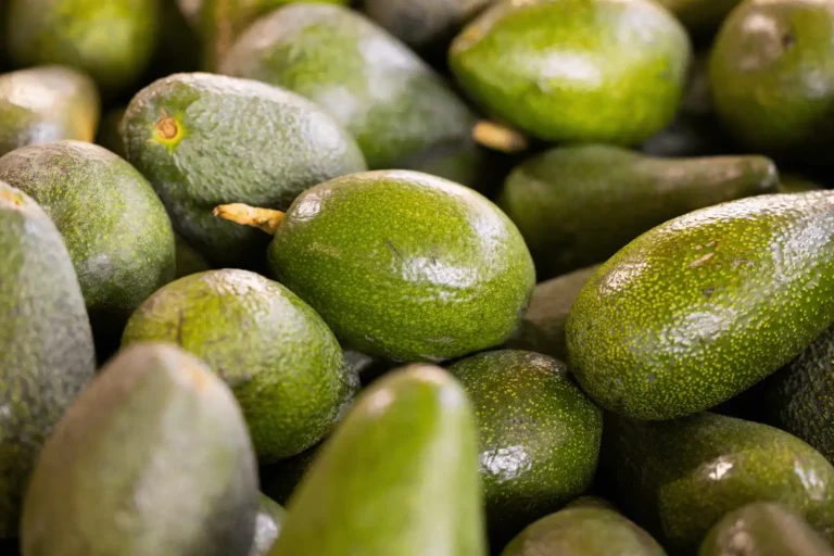 aguacate es fruta o verdura