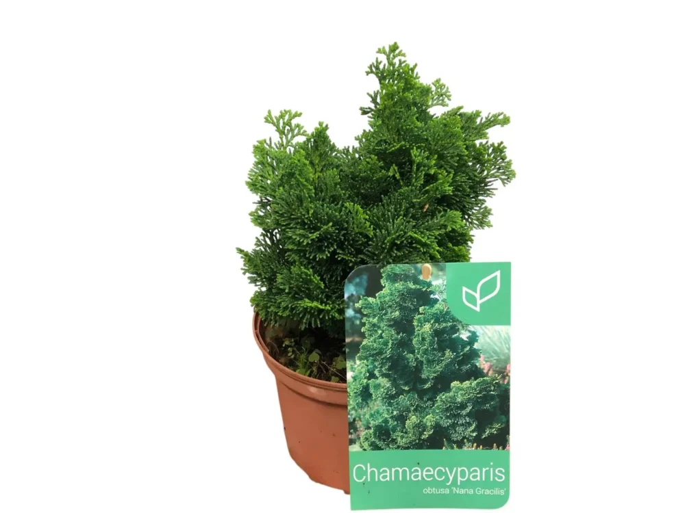 Chamaecyparis Nana Gracilis