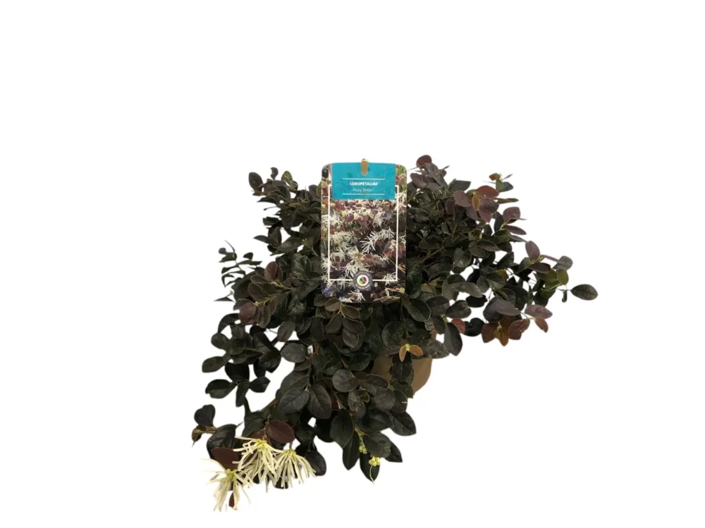 Loropetalum chinensis "ruby snow"