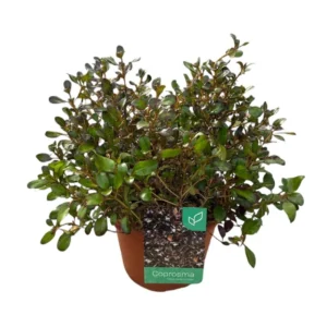 Coprosma Chocolate soldier