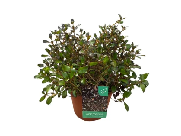 Coprosma Chocolate soldier