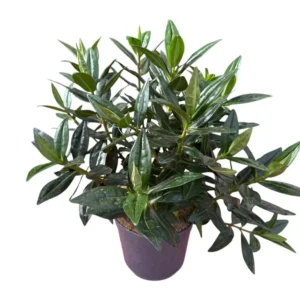 Hebe Veronica Verde