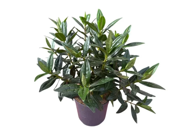 Hebe Veronica Verde