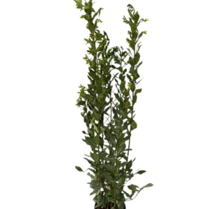 Laurel