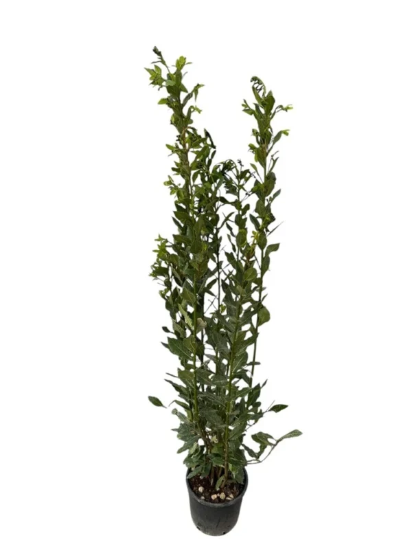 Laurel
