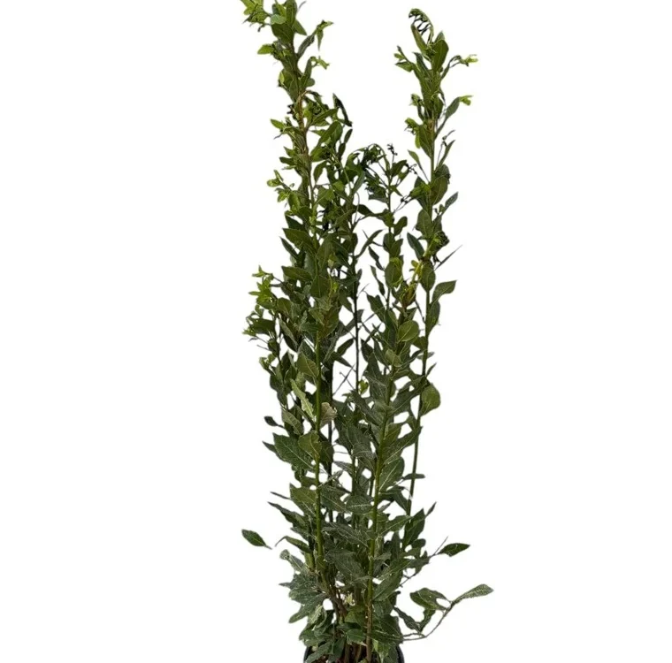 Laurel