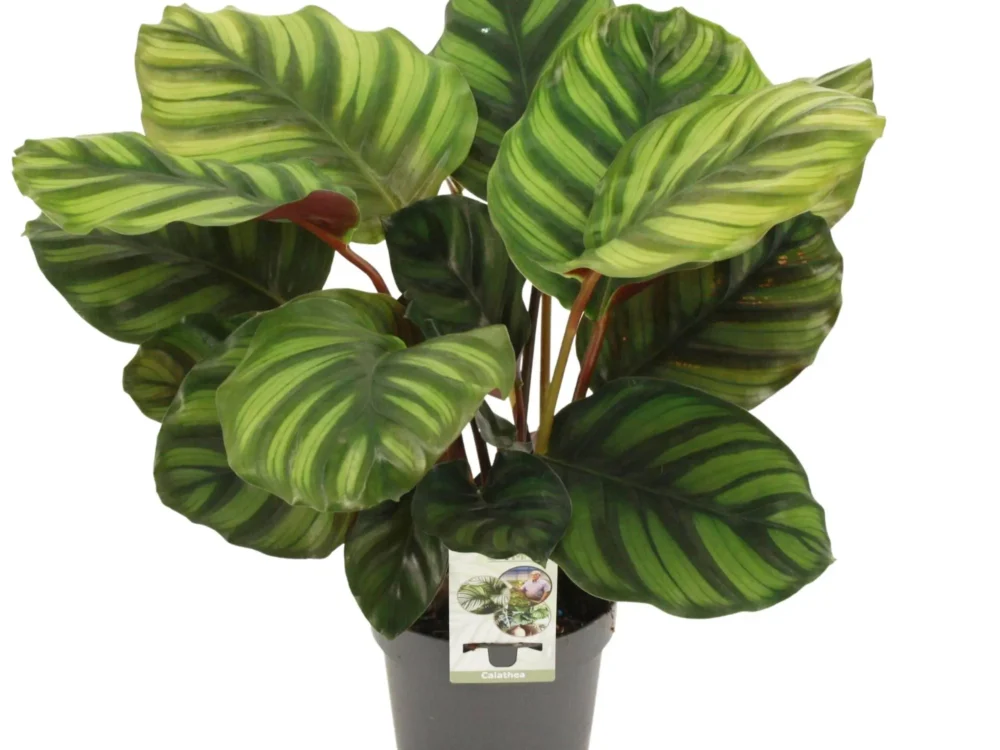 Calathea fasciata