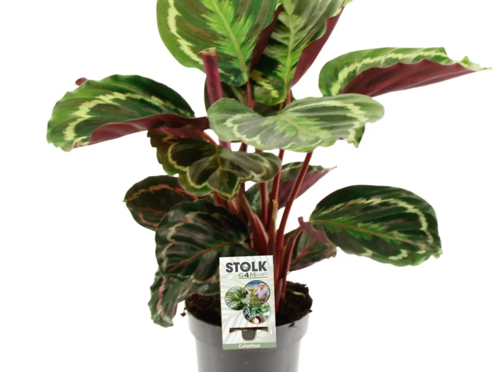 Calathea medallion