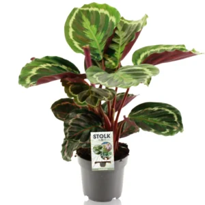 Calathea medallion