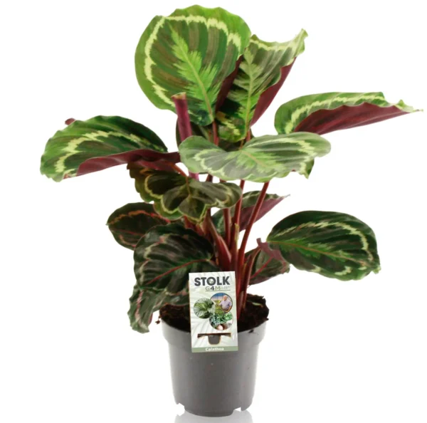 Calathea medallion