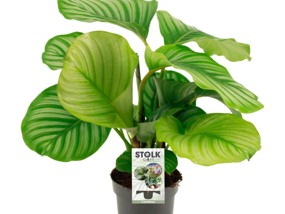 Calathea orbifolia