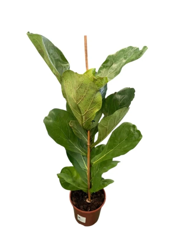 Ficus Lyrata