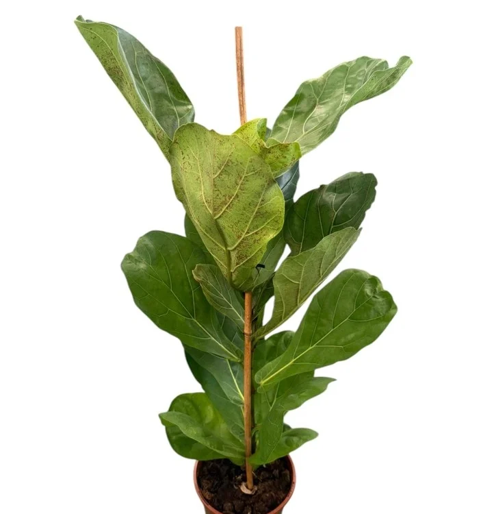 Ficus Lyrata