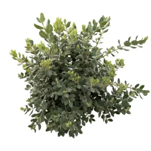 Metrosidero excelsa