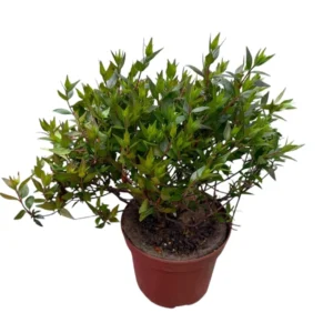 Abelia grandiflora postrata
