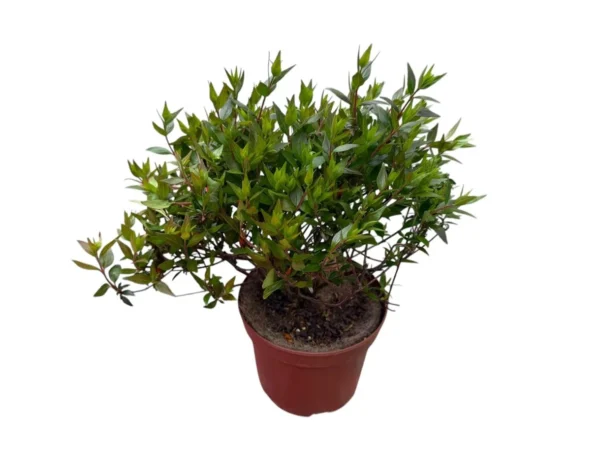 Abelia grandiflora postrata