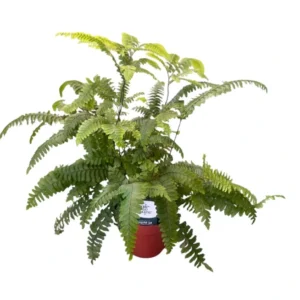 Adiantum scutum roseum