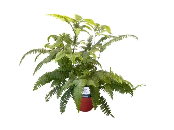 Adiantum scutum roseum