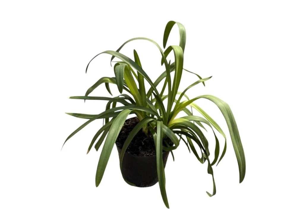 Agapanthus azul