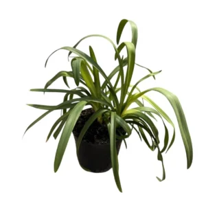 Agapanthus azul