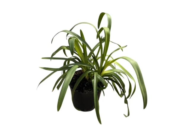 Agapanthus azul
