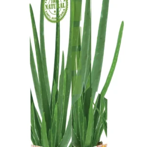 Aloe vera