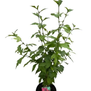 Hibiscus syriacus (Althea)