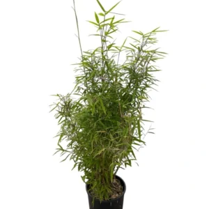 Bambu "Fargesia angustissima"