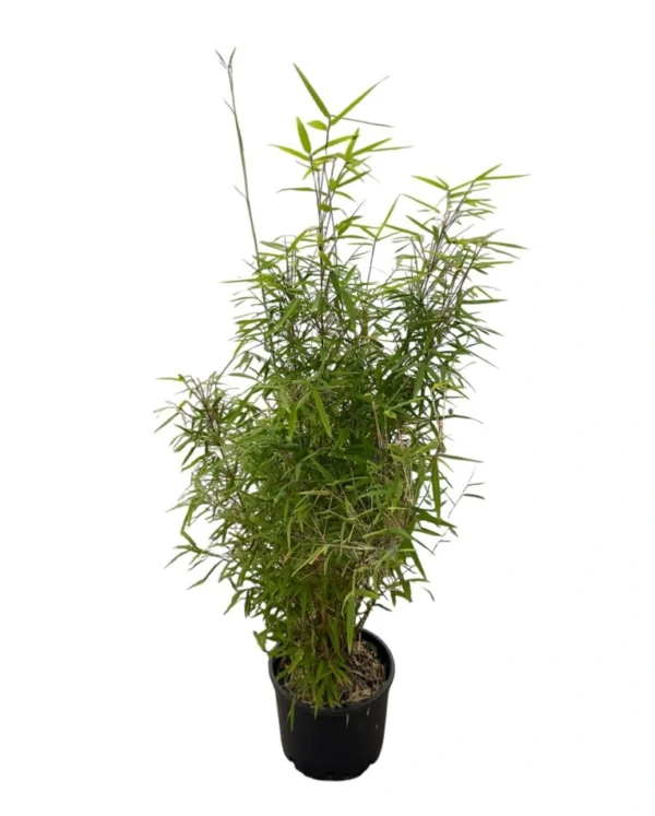 Bambu "Fargesia angustissima"
