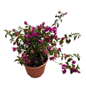 Bougainvillea