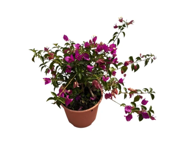 Bougainvillea