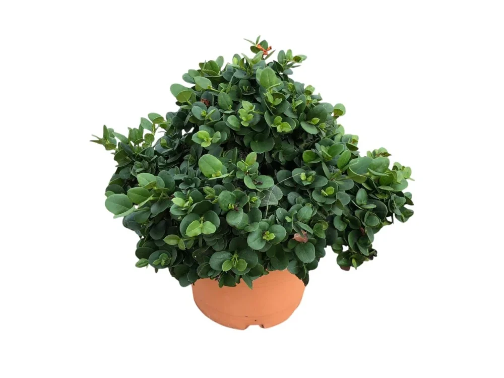 Carissa macrocarpa