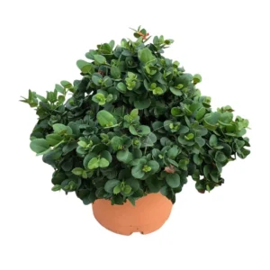 Carissa macrocarpa