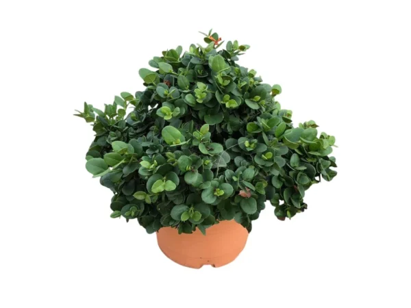 Carissa macrocarpa
