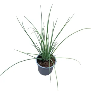 Cebollino