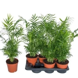 Chamaedorea Elegans M17