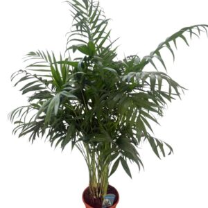 Chamaedorea Elegans M20