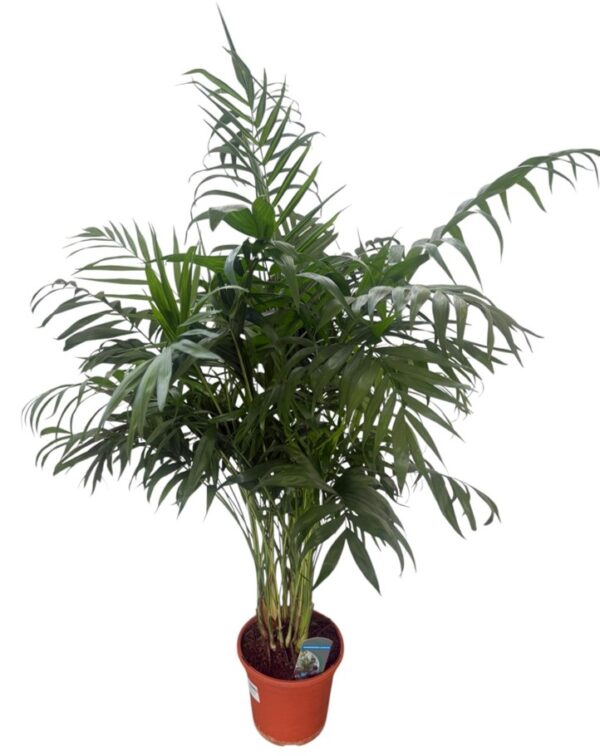 Chamaedorea Elegans M20