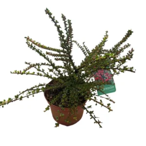Cotoneaster horizontalis