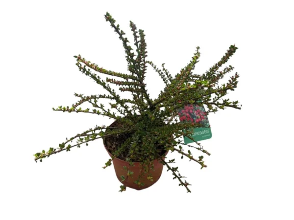 Cotoneaster horizontalis
