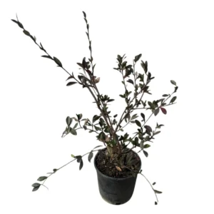 Cotoneaster lactea